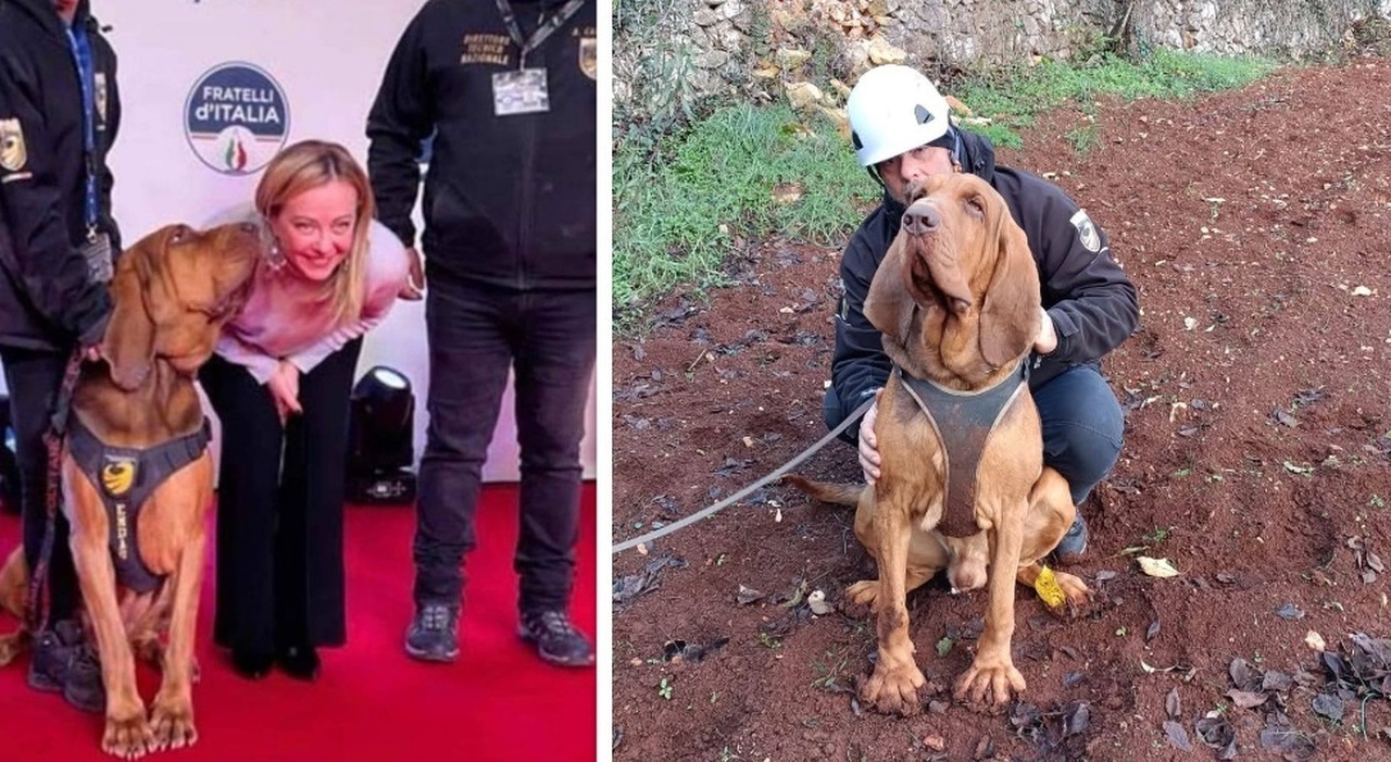 https://statics.cedscdn.it/photos/MED_HIGH/2025/07/07/8942339_07082819_bruno_cane_ucciso.jpg