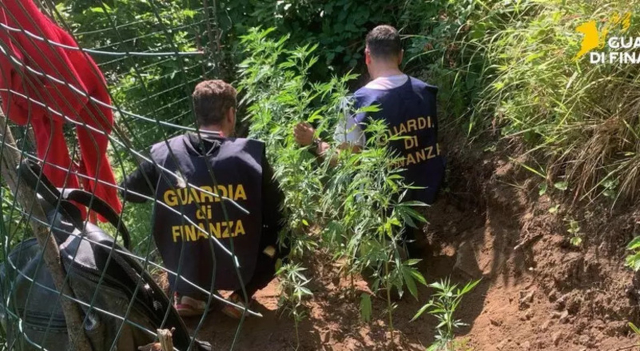 Scoperta Piantagione di Cannabis nei Monti Lattari: Sequestrati 2000 Piante e Arrestato un Sorvegliante