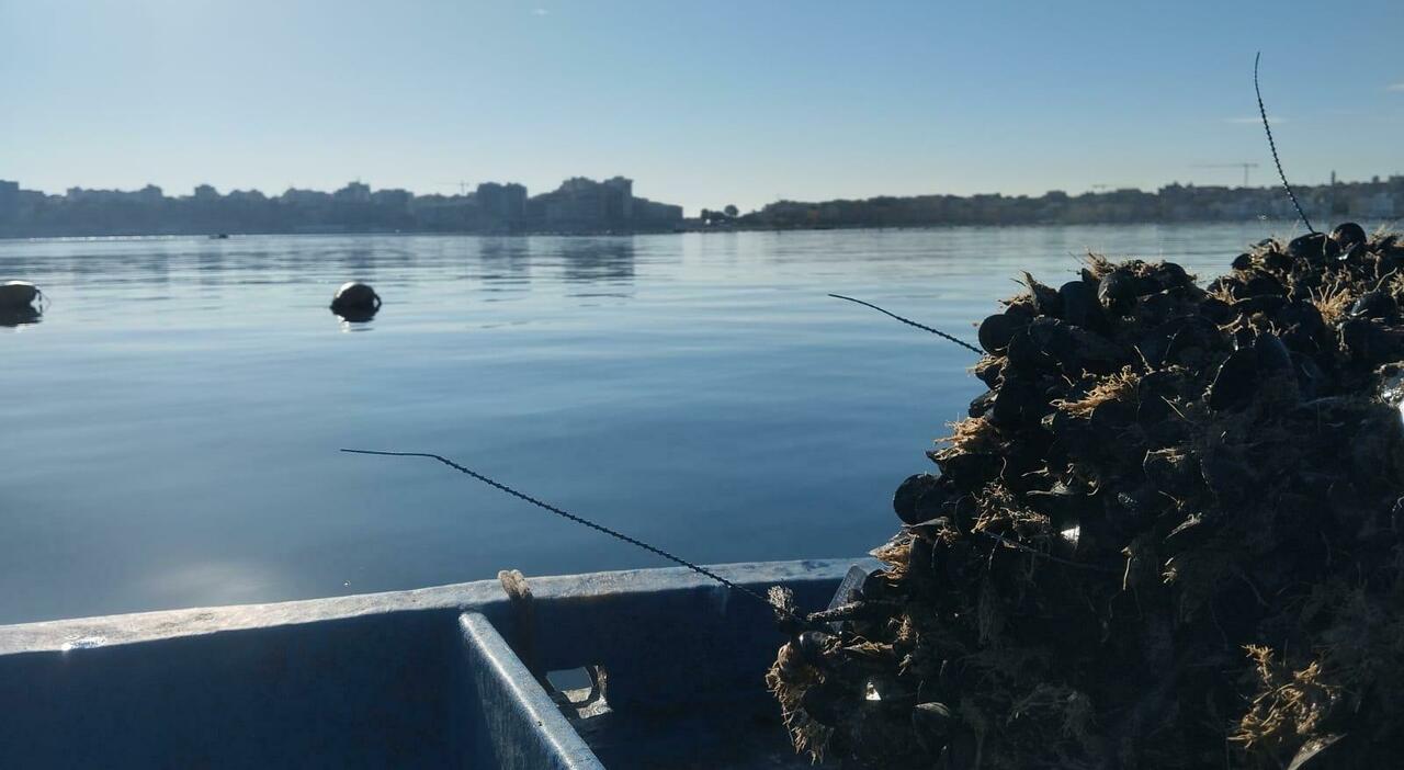 Taranto, cozze sul Mar Piccolo: analisi incoraggianti, si riparte Taranto, cozze sul Mar Piccolo: analisi incoraggianti, si riparte