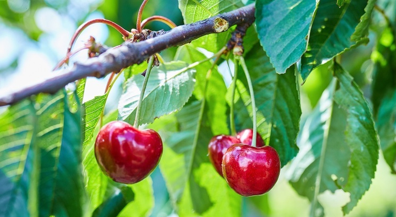 https://statics.cedscdn.it/photos/MED_HIGH/2025/07/09/8946584_09131509_cherry_tree_with_ripe_cherries.jpg