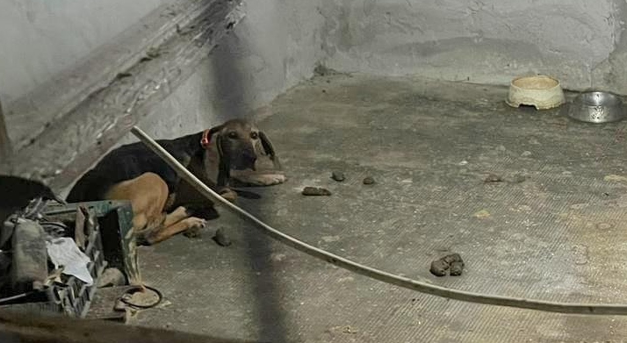 Toby, il cane anziano rinchiuso nella stanza di una casa disabitata: «Nessuno lo porta fuori, piange notte e giorno» Toby, il cane anziano rinchiuso nella stanza di una casa disabitata: «Nessuno lo porta fuori, piange notte e giorno»
