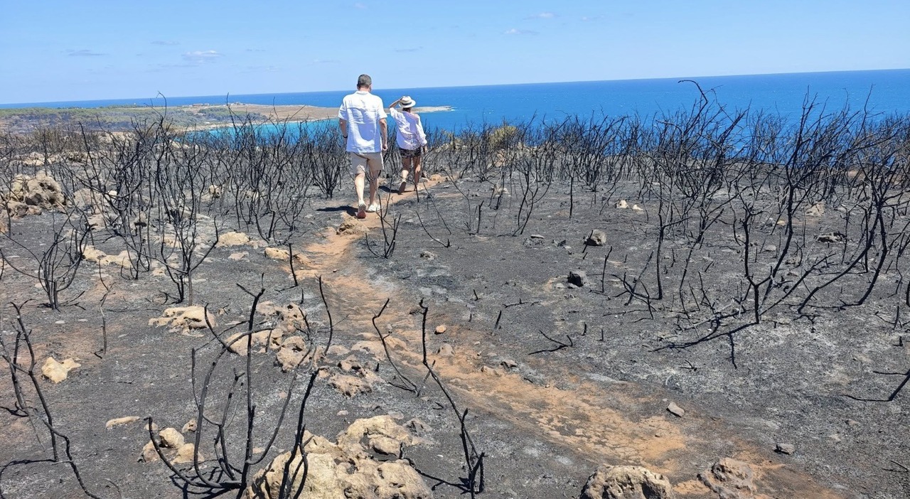 incendio alla baia dell orte caccia ai piromani prevista una ricompensa per chi aiuta le forze dell ordine a individuare il colpevole