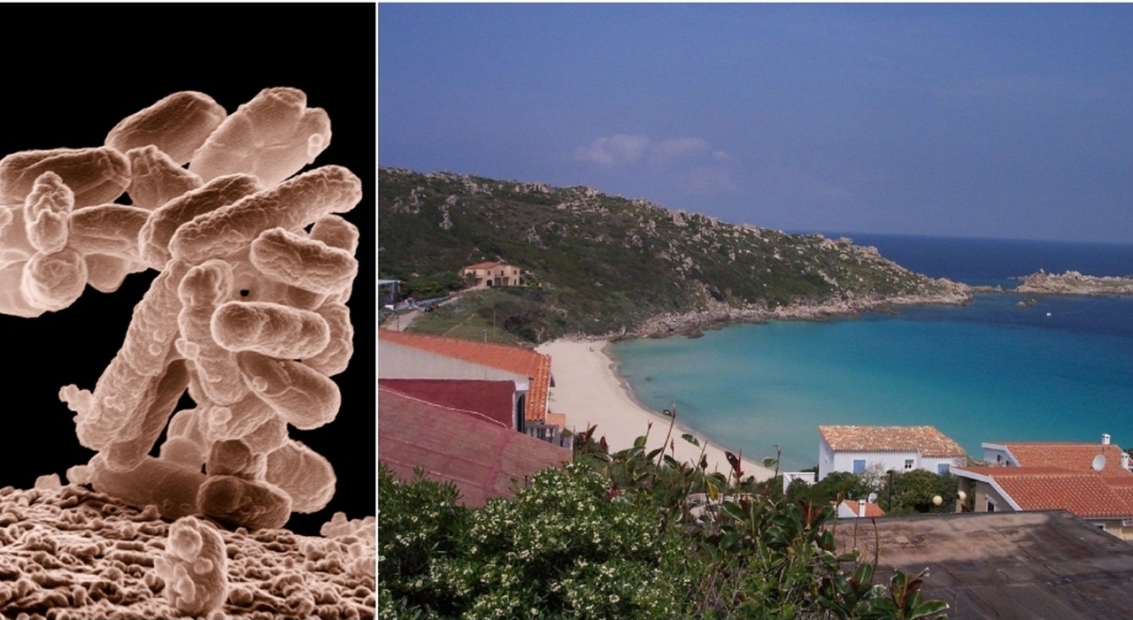 Escherichia Coli in Sardegna, scatta il divieto di balneazione: ecco dove. La mappa delle zone a rischio Escherichia Coli in Sardegna, scatta il divieto di balneazione: ecco dove. La mappa delle zone a rischio