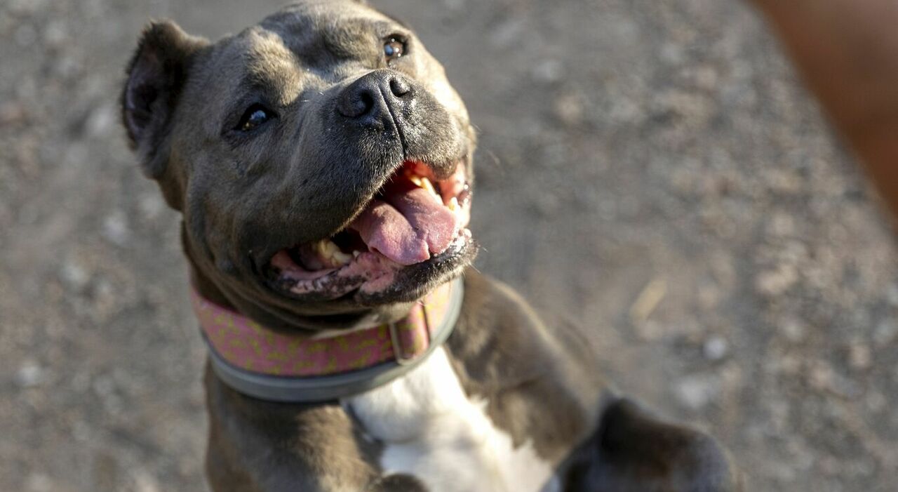 https://statics.cedscdn.it/photos/MED_HIGH/2025/07/12/8952652_12144352_cane_famiglia_pitbull_attacca_donna_grave_ferito_fratello_siracusa_oggi_12_7_2025.jpg