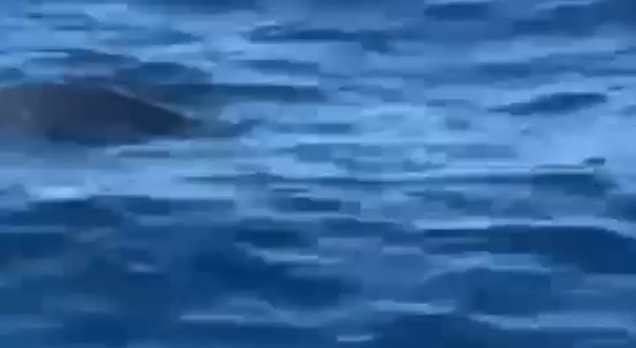 https://statics.cedscdn.it/photos/MED_HIGH/2025/07/12/8952774_poster.jpg