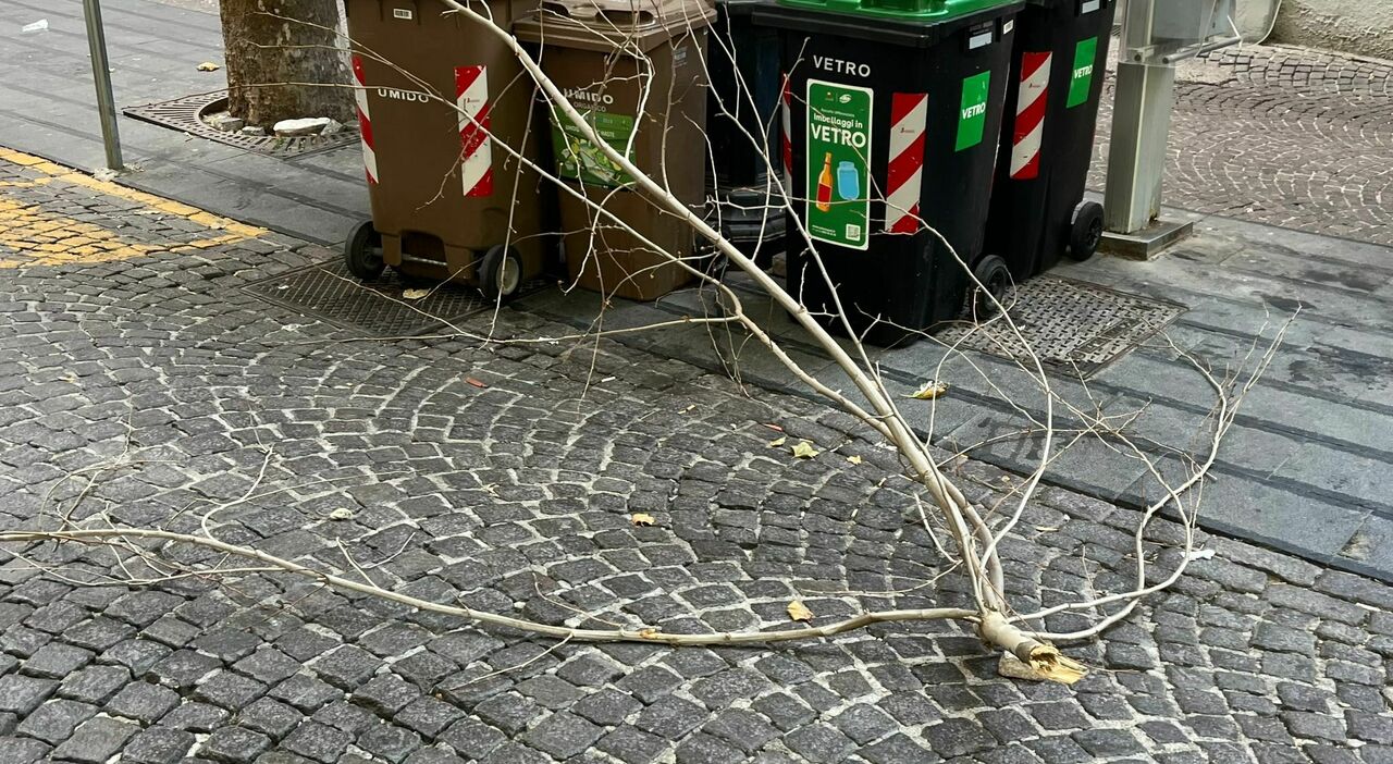 Crolla grosso ramo in via Scarlatti a Napoli: ferito alla testa un passante Crolla grosso ramo in via Scarlatti a Napoli: ferito alla testa un passante