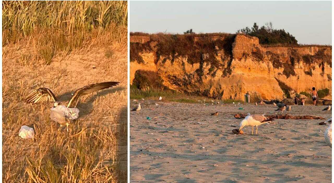 https://statics.cedscdn.it/photos/MED_HIGH/2025/07/16/8959936_16114752_spiaggia_bandiera_blu_anzio_rifiuti_gabbiani_plastica_bottiglie_video_oggi_16_7_2025.jpg