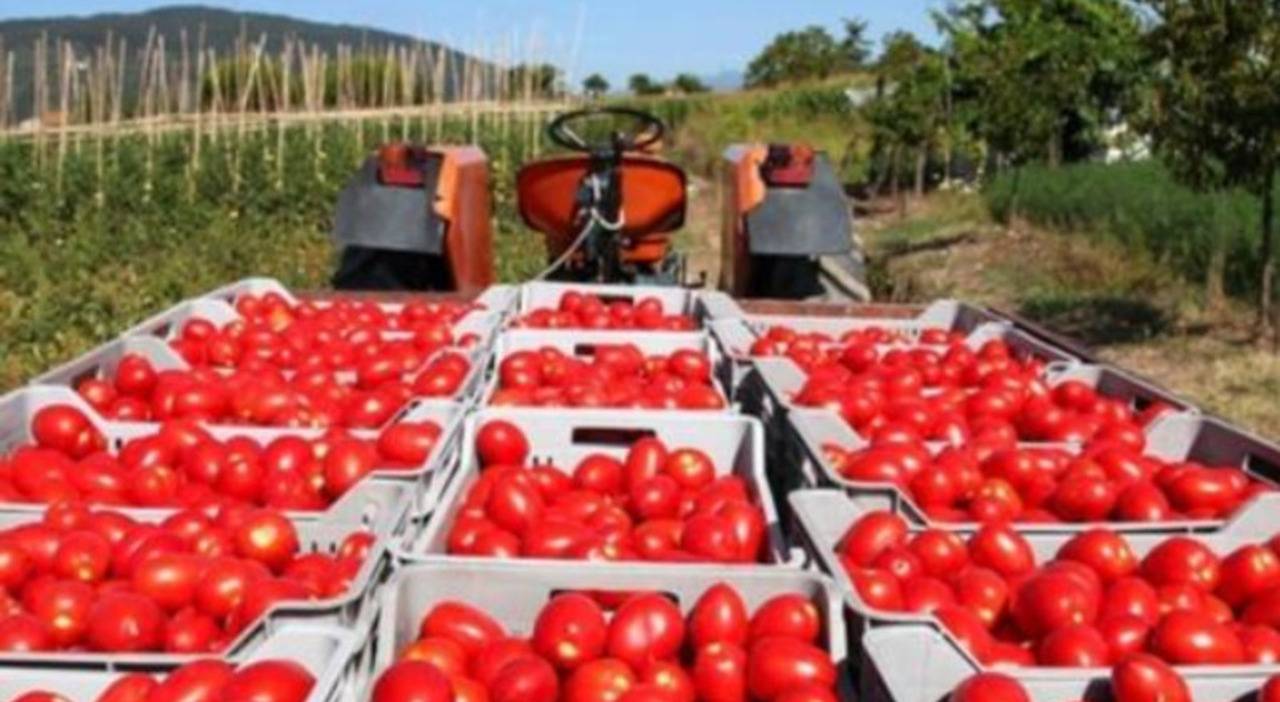 Agricoltura, tagli al budget e risorse nel Fondo unico. È protesta: «Subito modifiche» Agricoltura, tagli al budget e risorse nel Fondo unico. È protesta: «Subito modifiche»