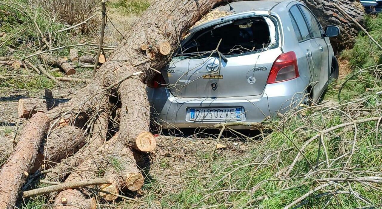 Salento, albero caduto sull Salento, albero caduto sull