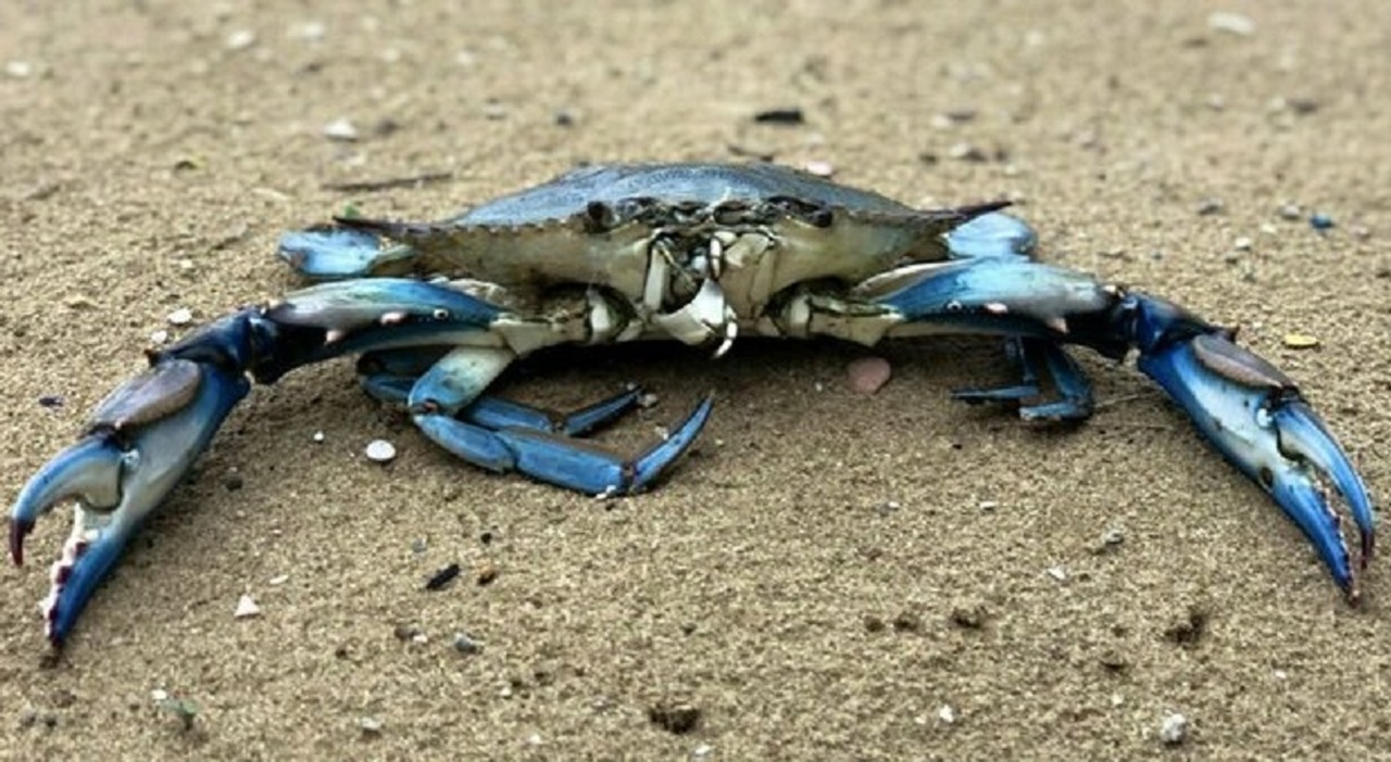 Granchio blu, pescati 300 quintali di esemplari in 8 ore. Il Consorzio di Rovigo: «La presenza del crostaceo è esplosa» Granchio blu, pescati 300 quintali di esemplari in 8 ore. Il Consorzio di Rovigo: «La presenza del crostaceo è esplosa»