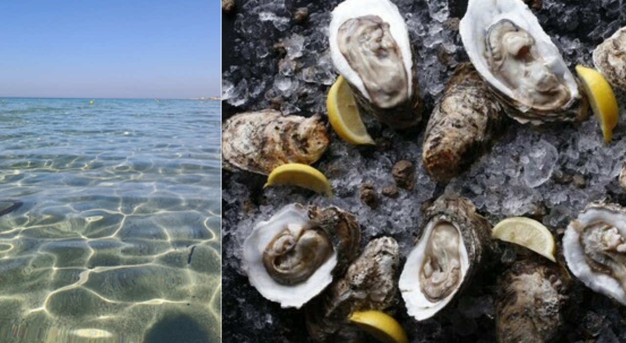 https://statics.cedscdn.it/photos/MED_HIGH/2025/07/18/8964288_18170442_infezioni_alimentari_batteri_mare_no_molluschi_uova_latte_crudi_maionese_zabaglione_pericoli_oggi_18_7_2025.jpg