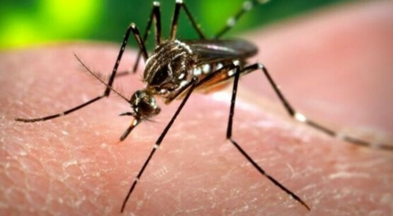 «West Nile circola nella zanzara Culex e negli uccelli. Il virus è arrivato in tutta Italia, anche al Sud» «West Nile circola nella zanzara Culex e negli uccelli. Il virus è arrivato in tutta Italia, anche al Sud»