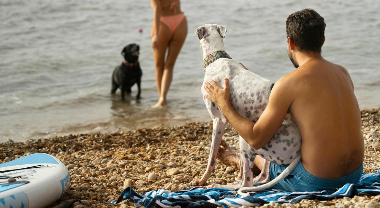 https://statics.cedscdn.it/photos/MED_HIGH/2025/07/19/8966060_19160114_animali_vacanze_regole_consigli_cani_spiaggia_gratis_mezzi_oggi_19_7_2025.jpg