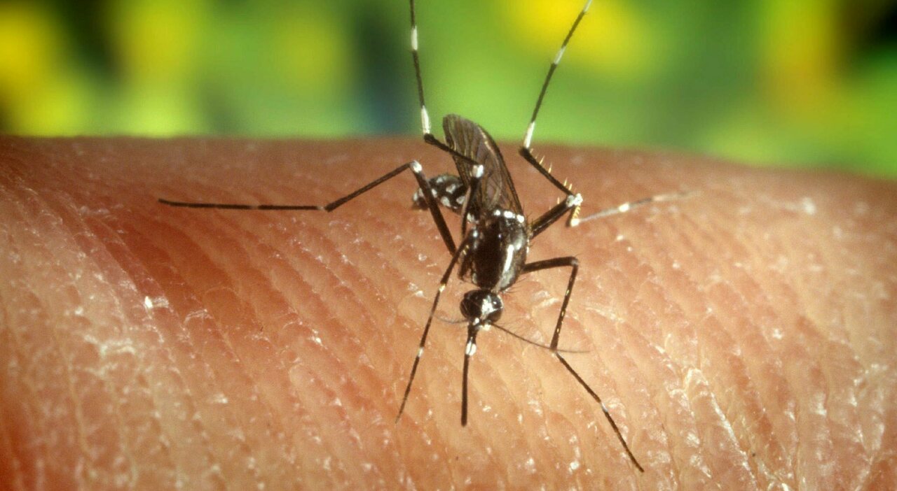Virus West Nile, morta una donna a Roma: era ricoverata per febbre e stato confusionale. Due pazienti gravi a Latina