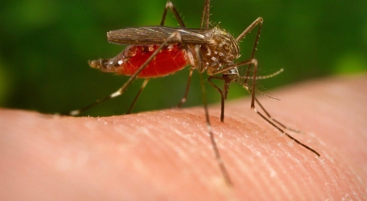 West Nile nel Lazio, una donna di Roma uccisa dal virus: era ricoverata con febbre in stato confusionale West Nile nel Lazio, una donna di Roma uccisa dal virus: era ricoverata con febbre in stato confusionale