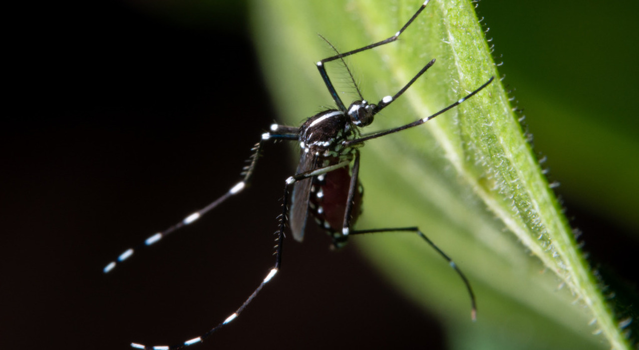 West Nile: sintomi, cosa è, come si trasmette e come proteggersi. Ecco cosa sappiamo sul virus