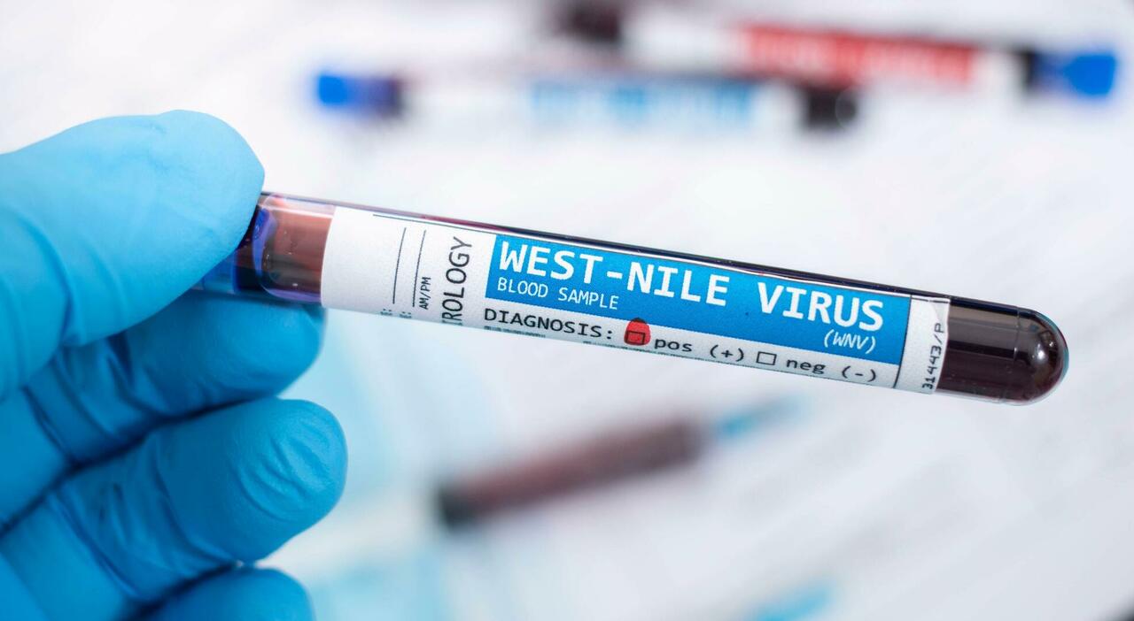 West NIle, casi (e morti) in crescita in Europa per il virus endemico in Africa: l