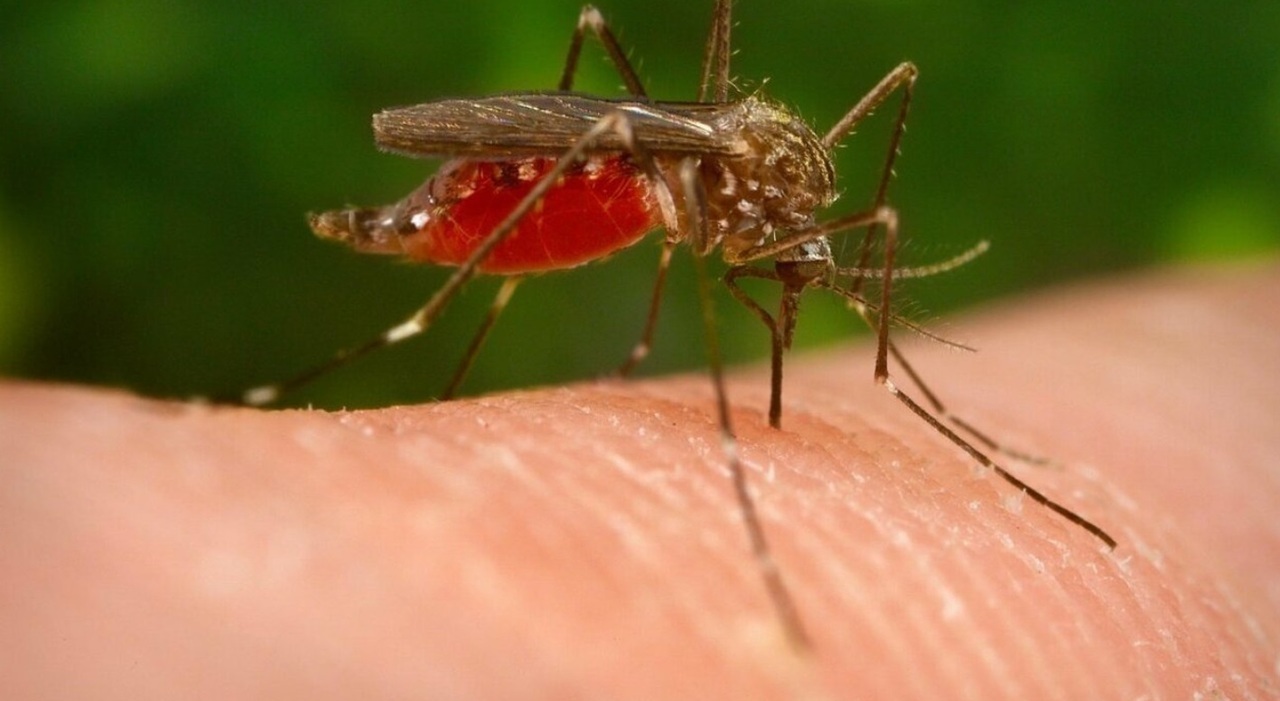 https://statics.cedscdn.it/photos/MED_HIGH/2025/07/20/8967754_20175758_rimedi_contro_zanzare_west_nile_sintomi_infezione_oggi_20_7_2025.jpg