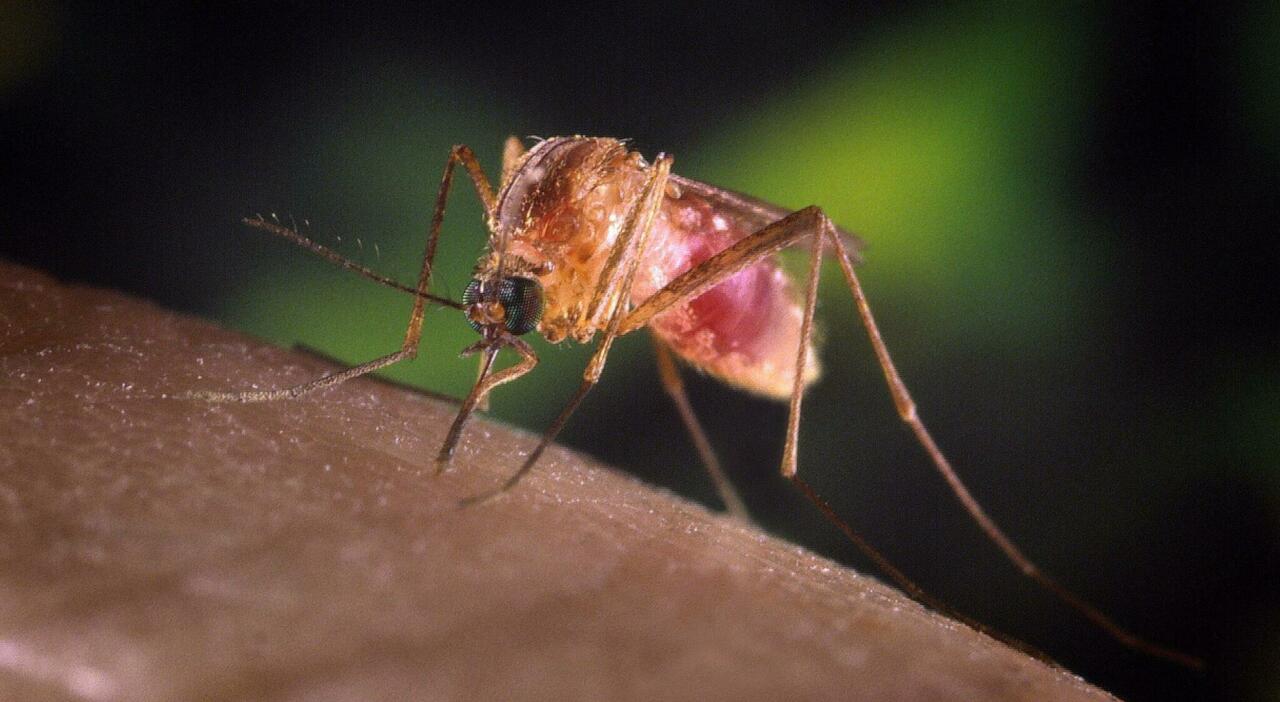 West Nile, l?incubo nel Lazio parte da Latina: tutti i contagi nella stessa provincia, sette casi e una vittima. A rischio anche gli animali West Nile, l?incubo nel Lazio parte da Latina: tutti i contagi nella stessa provincia, sette casi e una vittima. A rischio anche gli animali
