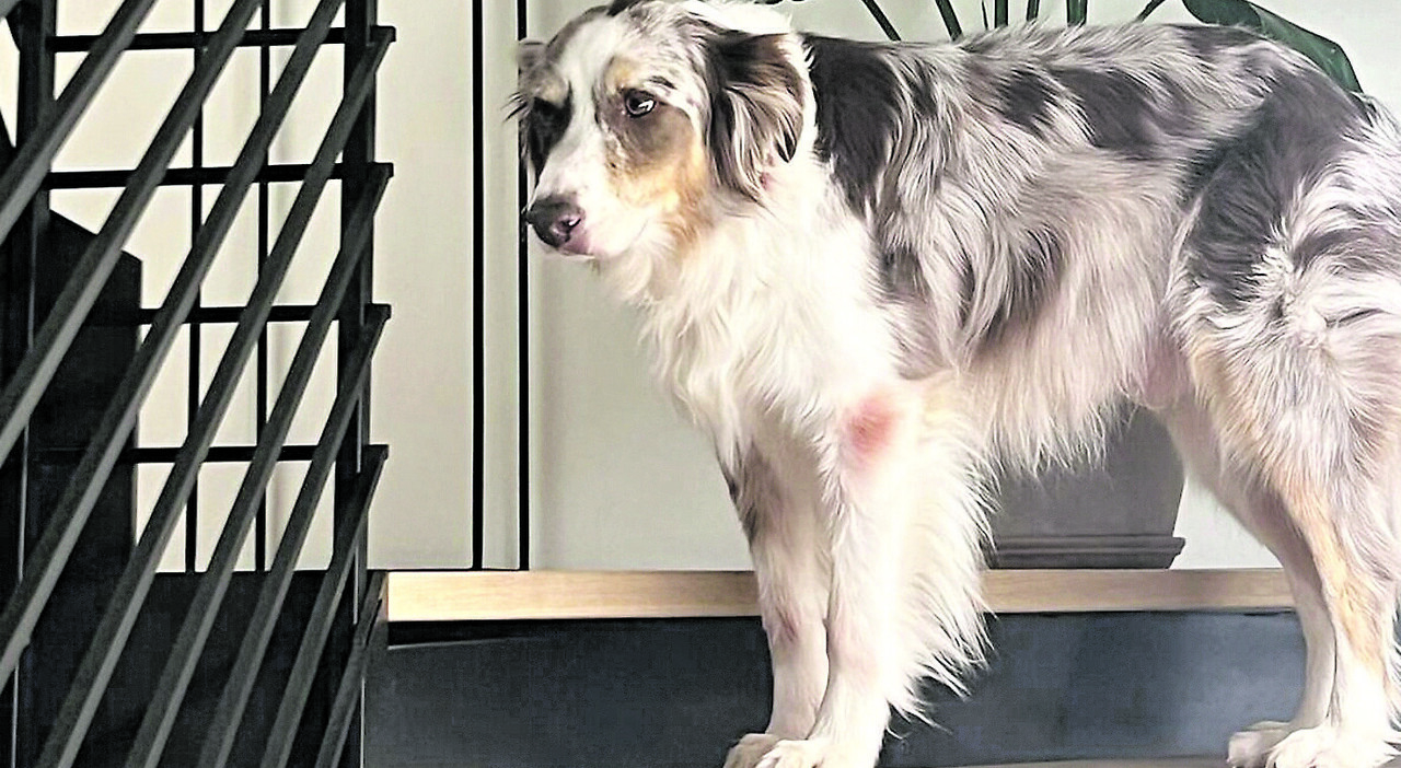 https://statics.cedscdn.it/photos/MED_HIGH/2025/07/20/8967941_20211745_cane_sparito_dopo_il_furto.jpg