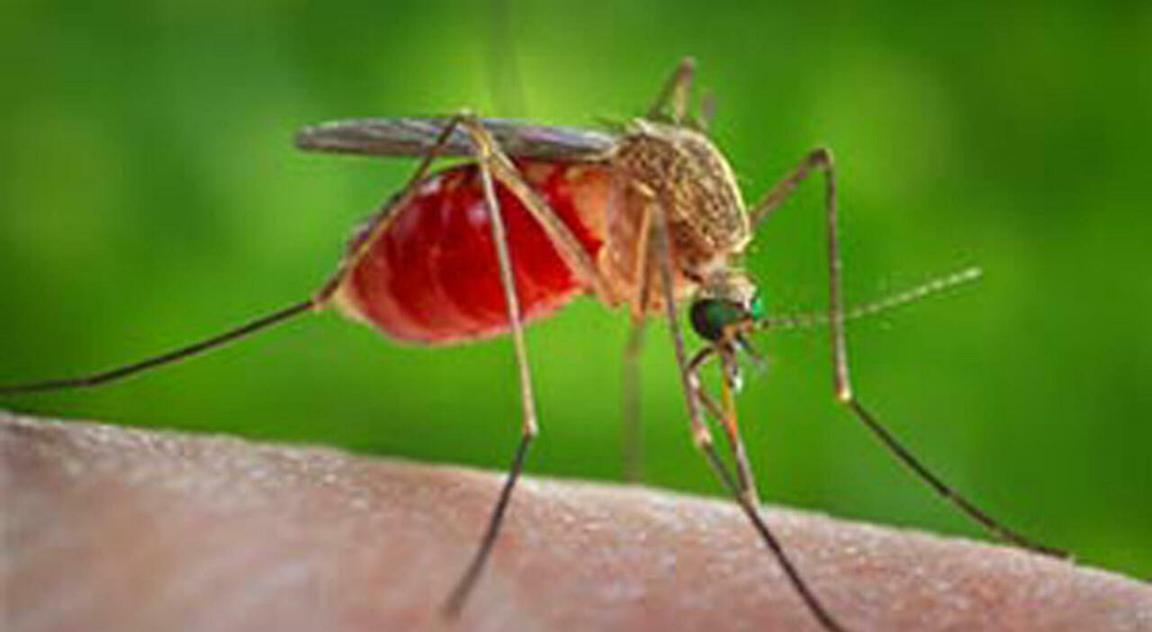 https://statics.cedscdn.it/photos/MED_HIGH/2025/07/21/8969172_21121914_west_nile.jpg