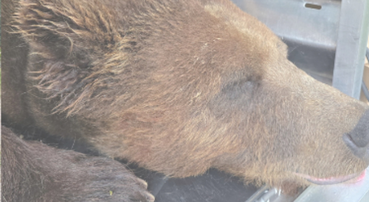 orsa jj4 scontro sul salvataggio dell animale che uccise il runner andrea papi va curata l accusa un milione troppo bisognava abbatterla