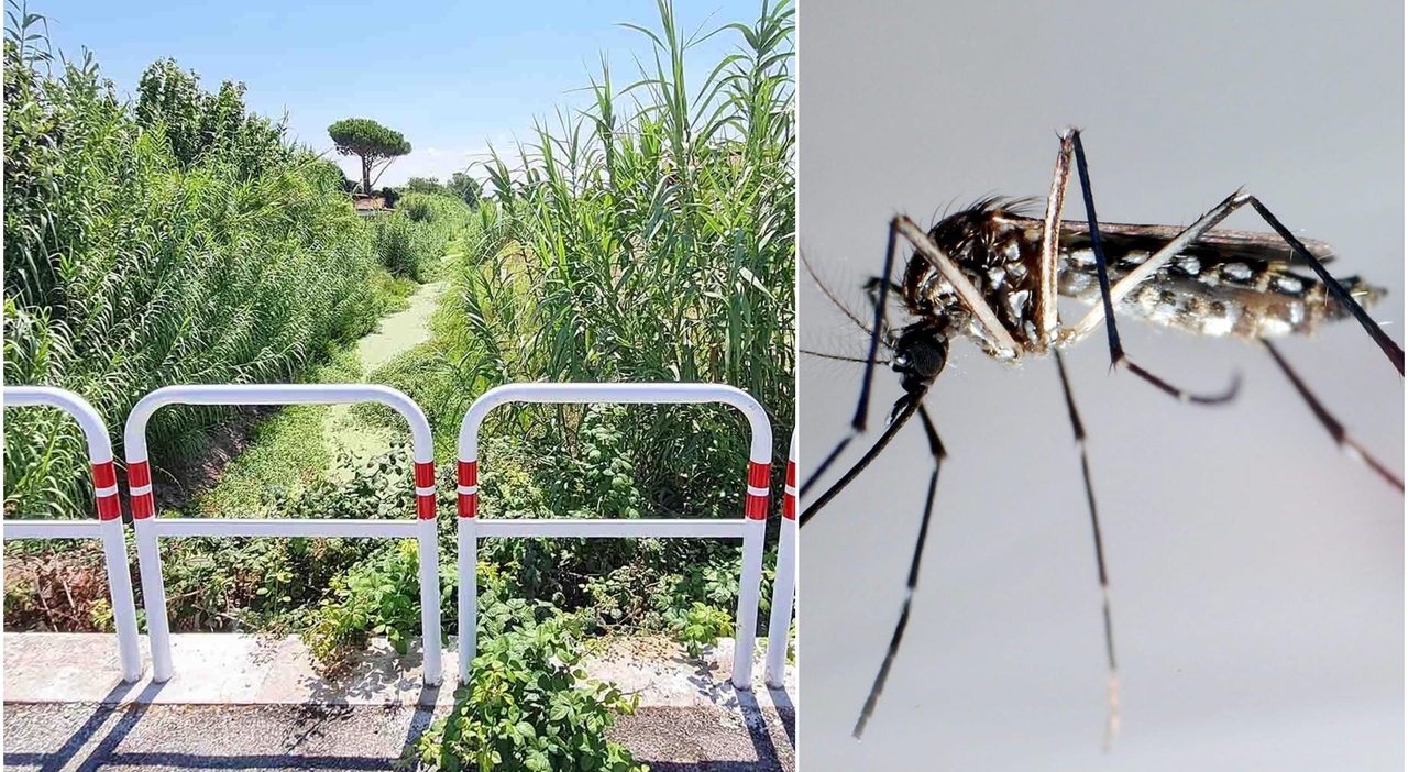 West Nile, paziente ricoverato in terapia intensiva a Latina. «Attivata una task force multidisciplinare» West Nile, paziente ricoverato in terapia intensiva a Latina. «Attivata una task force multidisciplinare»