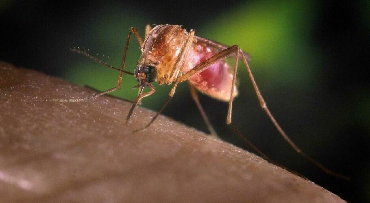 https://statics.cedscdn.it/photos/MED_HIGH/2025/07/22/8971503_22163803_west_nile_sintomi_neurologici_caso_latina_veneto_asintomatici_cavarzere_allarme_oggi_22_7_2025.jpg