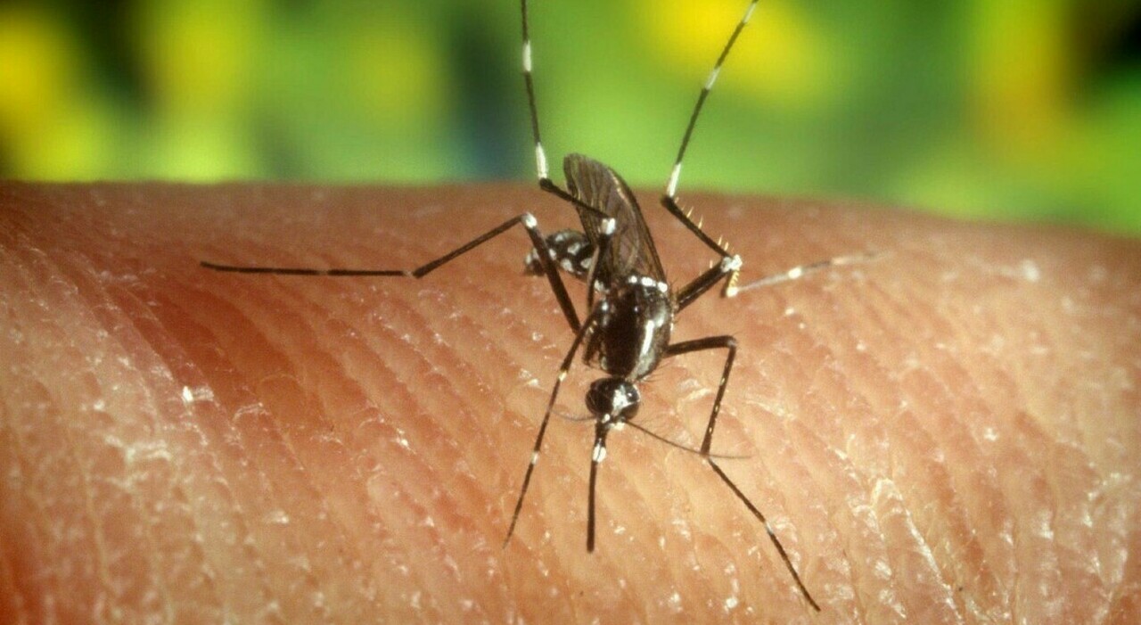 West Nile, contagiato un 40enne: non era stato all?estero, ha scoperto di avere il virus per caso. Primo caso ...