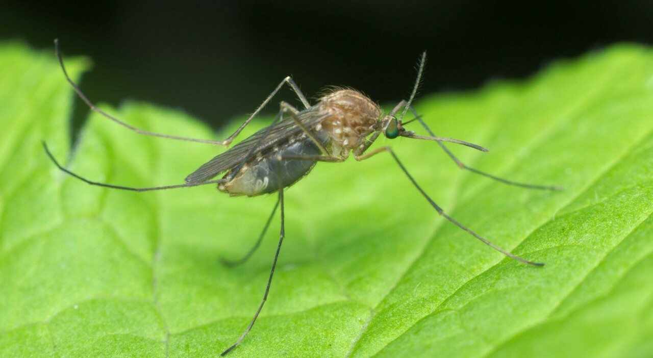 West Nile, caso sospetto ad Aprilia: è un uomo di 31 anni. Attesa per gli esami dallo Spallanzani West Nile, caso sospetto ad Aprilia: è un uomo di 31 anni. Attesa per gli esami dallo Spallanzani