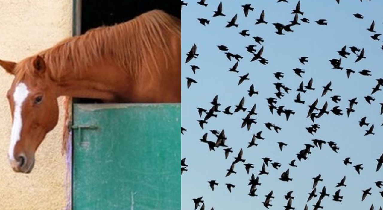 West Nile e Usutu Virus, la circolare del ministero della Salute: «Non solo zanzare, attenzione anche su uccelli e cavalli»