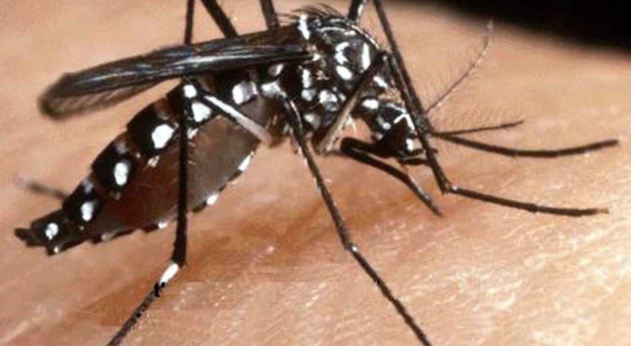 West Nile in Campania, il virologo del Cotugno: «Qualche problema per gli immunodepressi» West Nile in Campania, il virologo del Cotugno: «Qualche problema per gli immunodepressi»