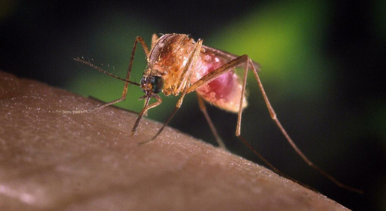 Allarme West Nile in Italia: il virus ora fa paura, già due morti e 21 casi accertati. Scatta la sorveglianza nazionale ?"One Health" Allarme West Nile in Italia: il virus ora fa paura, già due morti e 21 casi accertati. Scatta la sorveglianza nazionale ?"One Health"