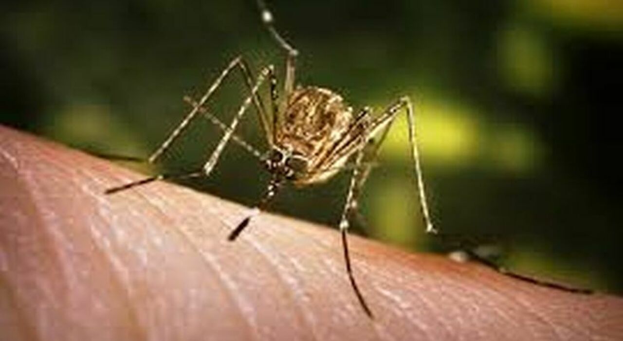 West Nile in Campania, ultime notizie: un caso sospetto a Salerno e altri tre sul litorale casertano West Nile in Campania, ultime notizie: un caso sospetto a Salerno e altri tre sul litorale casertano
