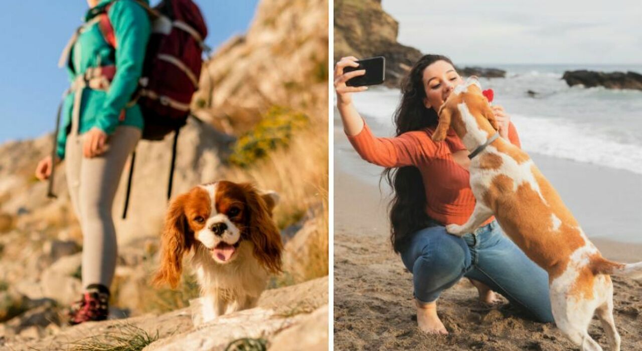 Vacanze col cane, le destinazioni per viaggiare con gli animali: dal lago al mare e alla montagna, le mete pet friendly Vacanze col cane, le destinazioni per viaggiare con gli animali: dal lago al mare e alla montagna, le mete pet friendly