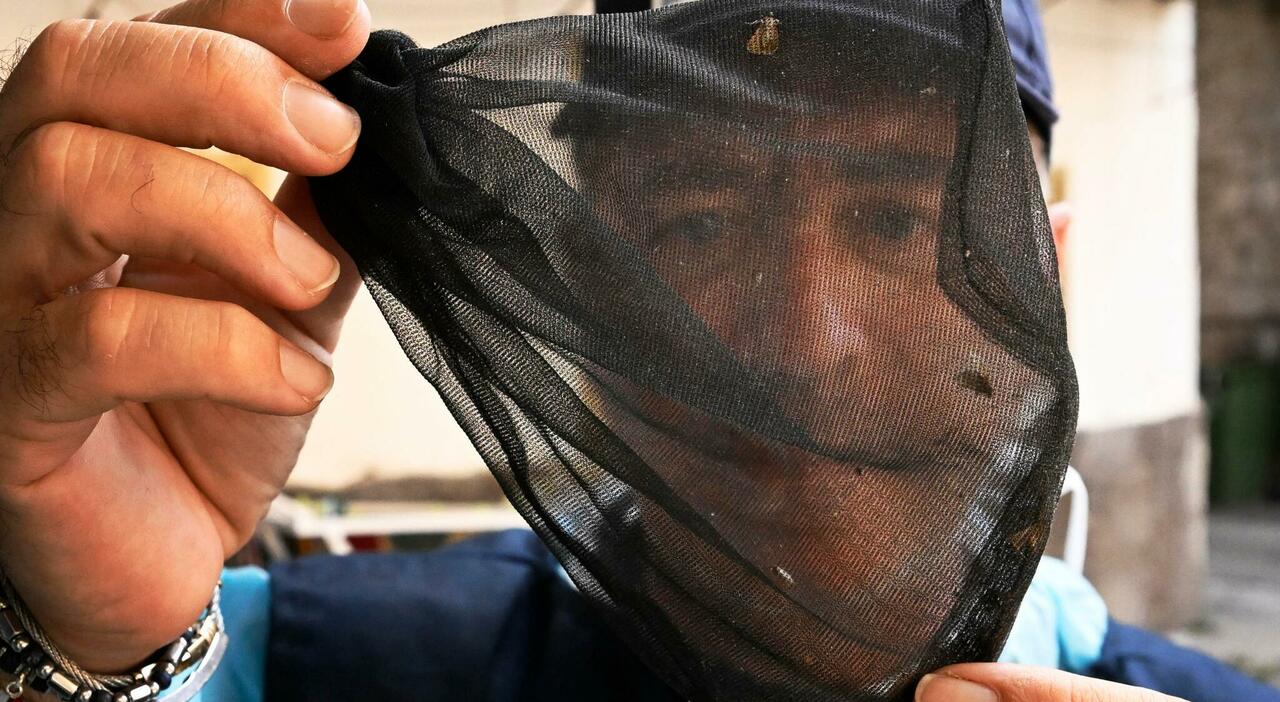 West Nile, impennata di casi a Latina: 21 contagiati, in Italia sono 32. Cosa sappiamo su sintomi, contagi e sorveglianza