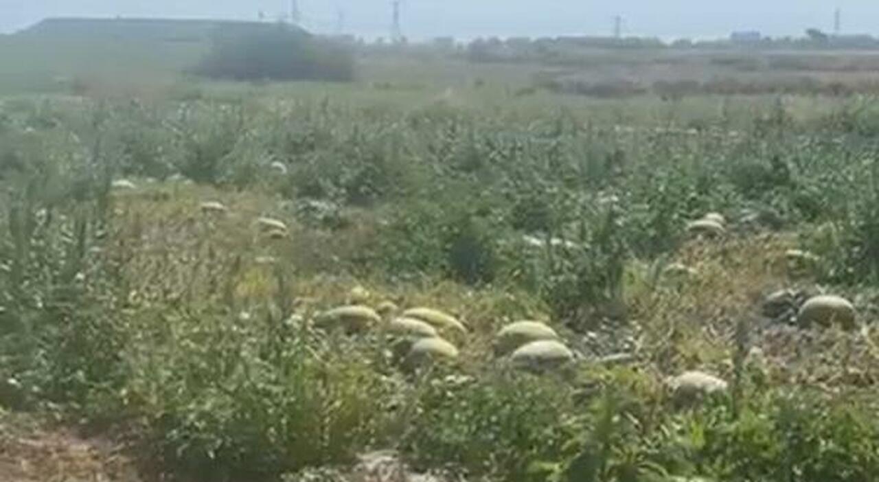 Crollano i prezzi al chilo: allarme per le angurie abbandonate nei campi Crollano i prezzi al chilo: allarme per le angurie abbandonate nei campi