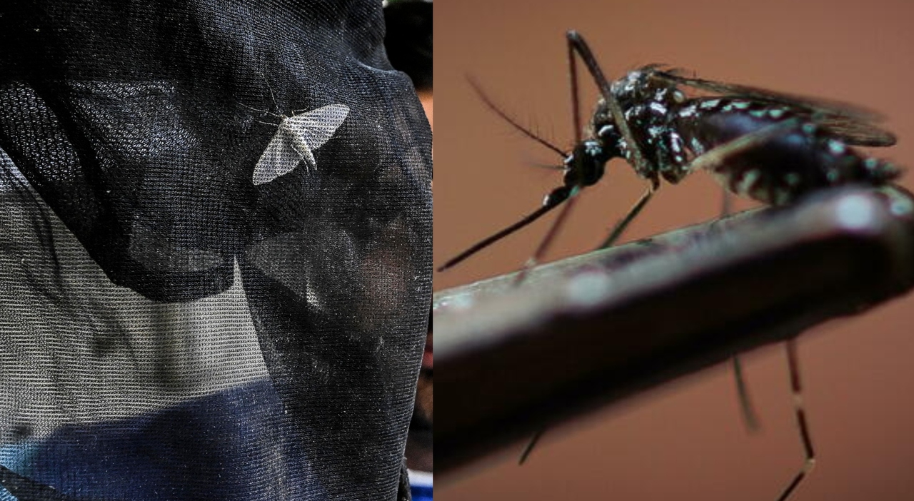 https://statics.cedscdn.it/photos/MED_HIGH/2025/07/25/8977754_25162626_west_nile_dengue_chikungunya_dati_iss_francesco_rocca_contagio_zanzare_normali_oggi_25_7_2025.jpg