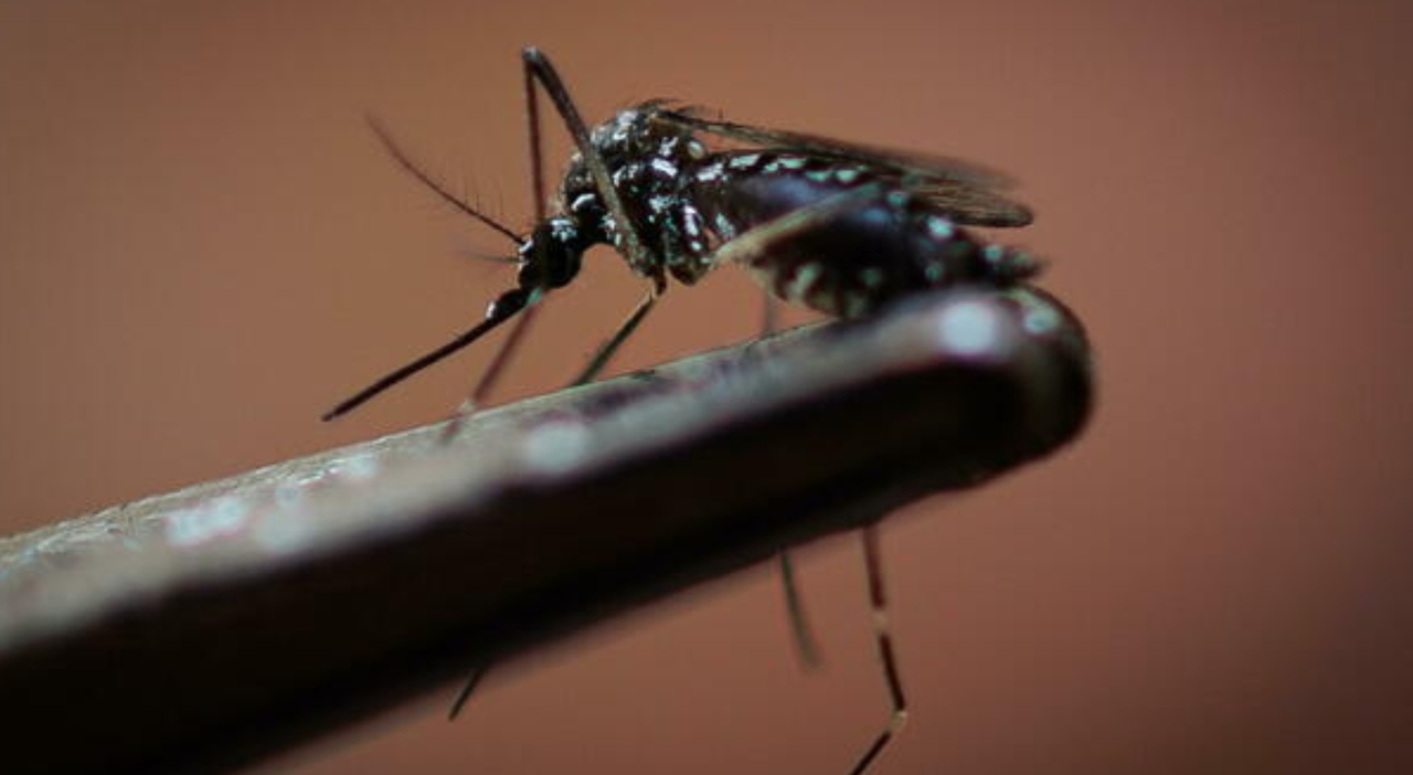 https://statics.cedscdn.it/photos/MED_HIGH/2025/07/26/8979841_26214643_chikungunya_bologna_no_primo_caso_perche_chi_ha_virus_deve_rimanere_casa_oggi_26_7_2025.jpg