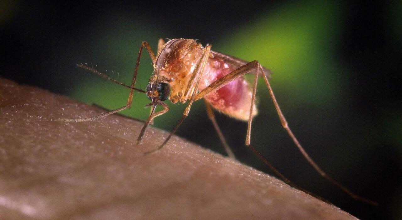 West Nile Virus, impennata di casi nel Lazio: allerta in Campania e Sicilia, stretta sui donatori di sangue. La mappa dei contagi West Nile Virus, impennata di casi nel Lazio: allerta in Campania e Sicilia, stretta sui donatori di sangue. La mappa dei contagi