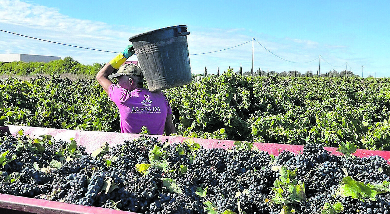I sondaggi per la vendemmia. L?ottimismo degli enologi: «Sarà un?annata abbondante» I sondaggi per la vendemmia. L?ottimismo degli enologi: «Sarà un?annata abbondante»