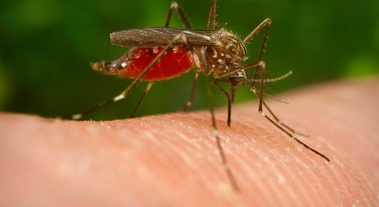 west nile paziente morto a roma 232 la seconda vittima nel lazio