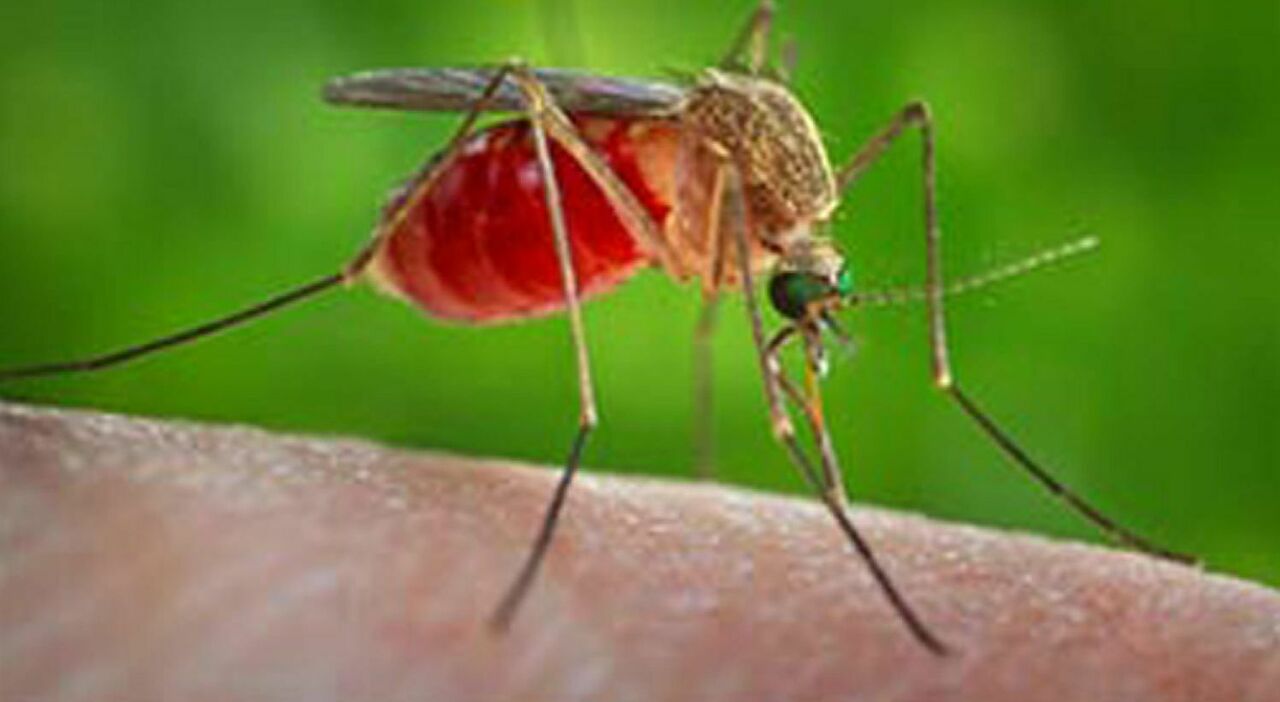 west nile la prima vittima in campania 232 un uomo di maddaloni aveva patologie pregresse