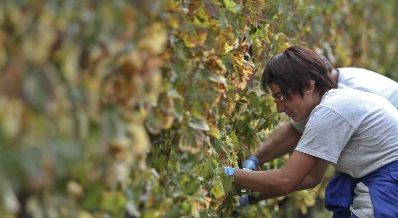 Agricoltura, primato Ue con il traino del Meridione Agricoltura, primato Ue con il traino del Meridione