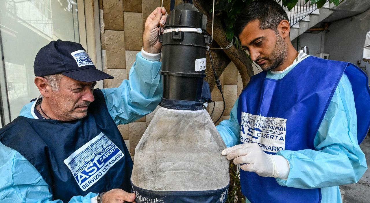 West Nile, è anche allarme gabbiani. Rezza: «Possono portare il virus in città» West Nile, è anche allarme gabbiani. Rezza: «Possono portare il virus in città»
