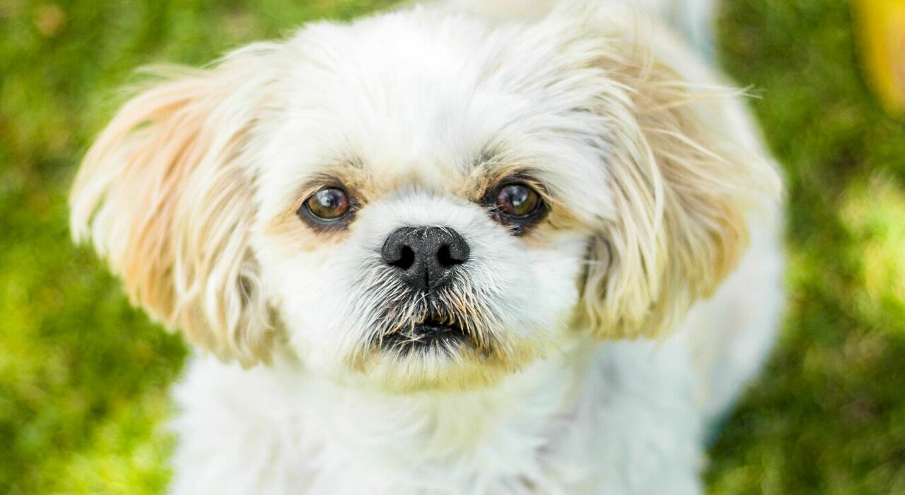 https://statics.cedscdn.it/photos/MED_HIGH/2025/07/29/8984425_29093626_cane_rapito_giardino_riscatto_maltese_giugliano_oggi_29_7_2025.jpg