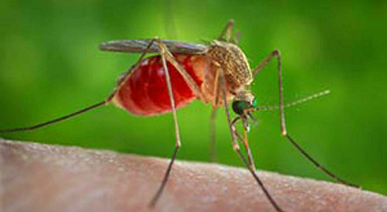 il west nile virus arriva nel salento positivo un cavallo l asl allerta i comuni