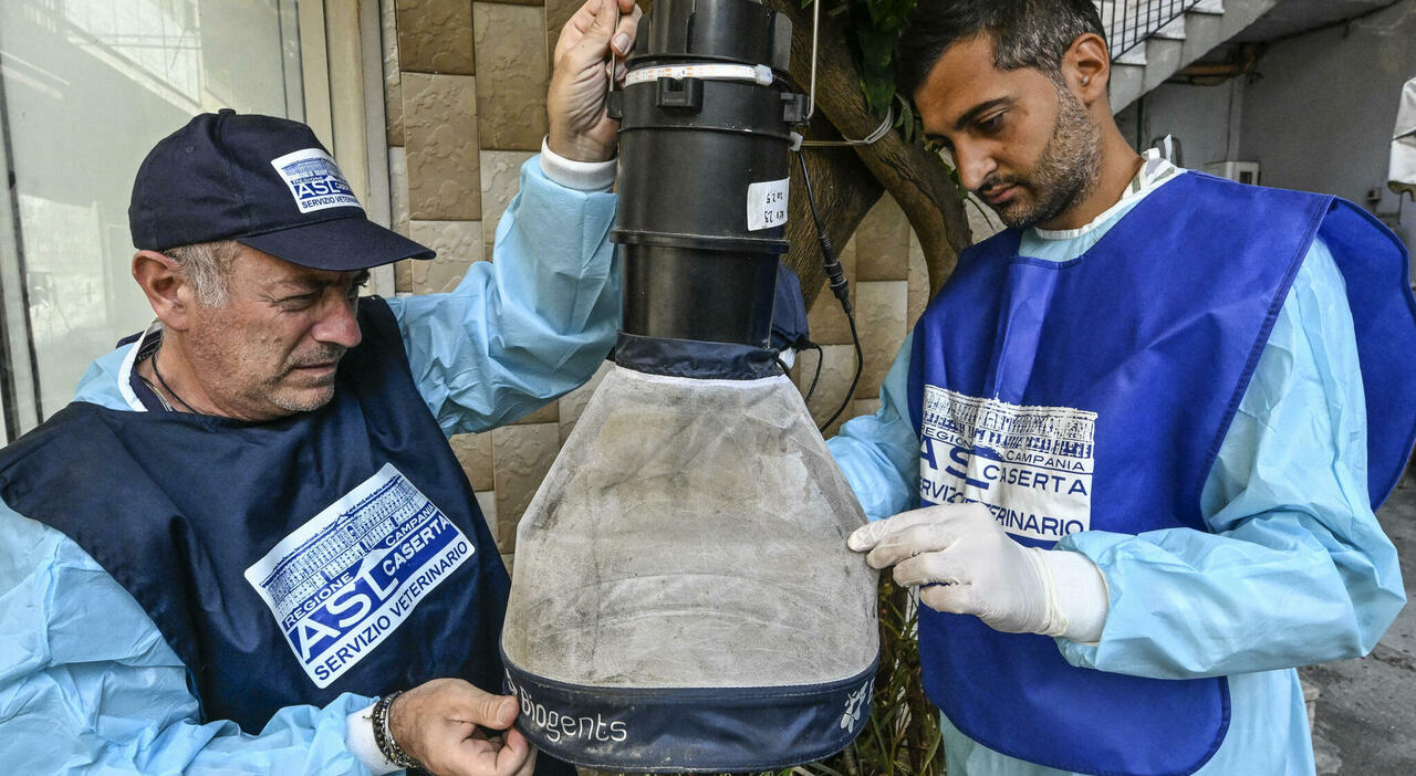 west nile la catena del contagio dagli uccelli all uomo ogni zanzara infetta 1500 uova la circolazione del virus 232 amplificata in modo pericoloso