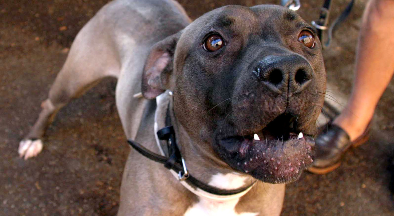 Azzannato da due pitbull mentre passeggia con il suo labrador: salvato da un passante Azzannato da due pitbull mentre passeggia con il suo labrador: salvato da un passante