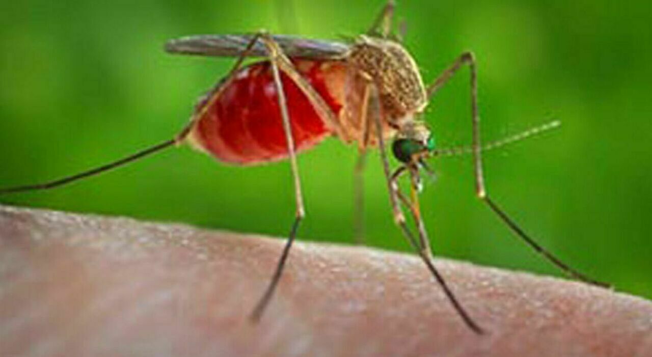west nile quarto morto in campania 232 un 73enne di maddaloni